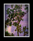 a tree climbing into the sky thumbnail